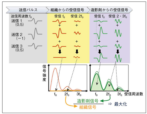 図1　CPSの送受信アルゴリズム 位相と振幅の異なる3種類の超音波パルスを，同一ライン上に順番に送信する。組織からの受信信号は線形特性が強いため，加算演算で基本波成分がキャンセルされ，わずかに非線形成分が残るだけである。造影剤からの受信信号は非線形特性が強いため，同じ演算処理で強い信号が残る。こうして，造影剤信号と組織信号の比の最大化を図っている。