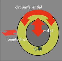 図2　‌心筋のストレイン方向 radial方向は内腔方向、circumferential方向は中隔-側壁方向、longitudinal方向は基部-心尖部方向の歪みを示す。