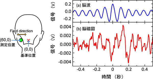 図2-1 TMR磁気センサで測定したα波由来の脳磁図と脳波の比較