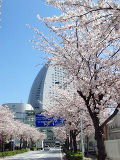 昨日の花散らしの風雨にもめげず，桜は満開です。